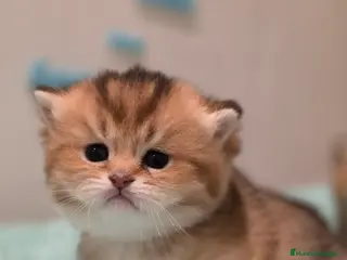 Británico de Pelo Corto gatos Gatitos british shorthair - Anuncio 1