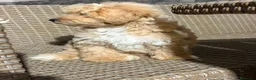 Maltipoo perros en venta: Último Maltipo macho🐻⭐️ - Anuncio 2
