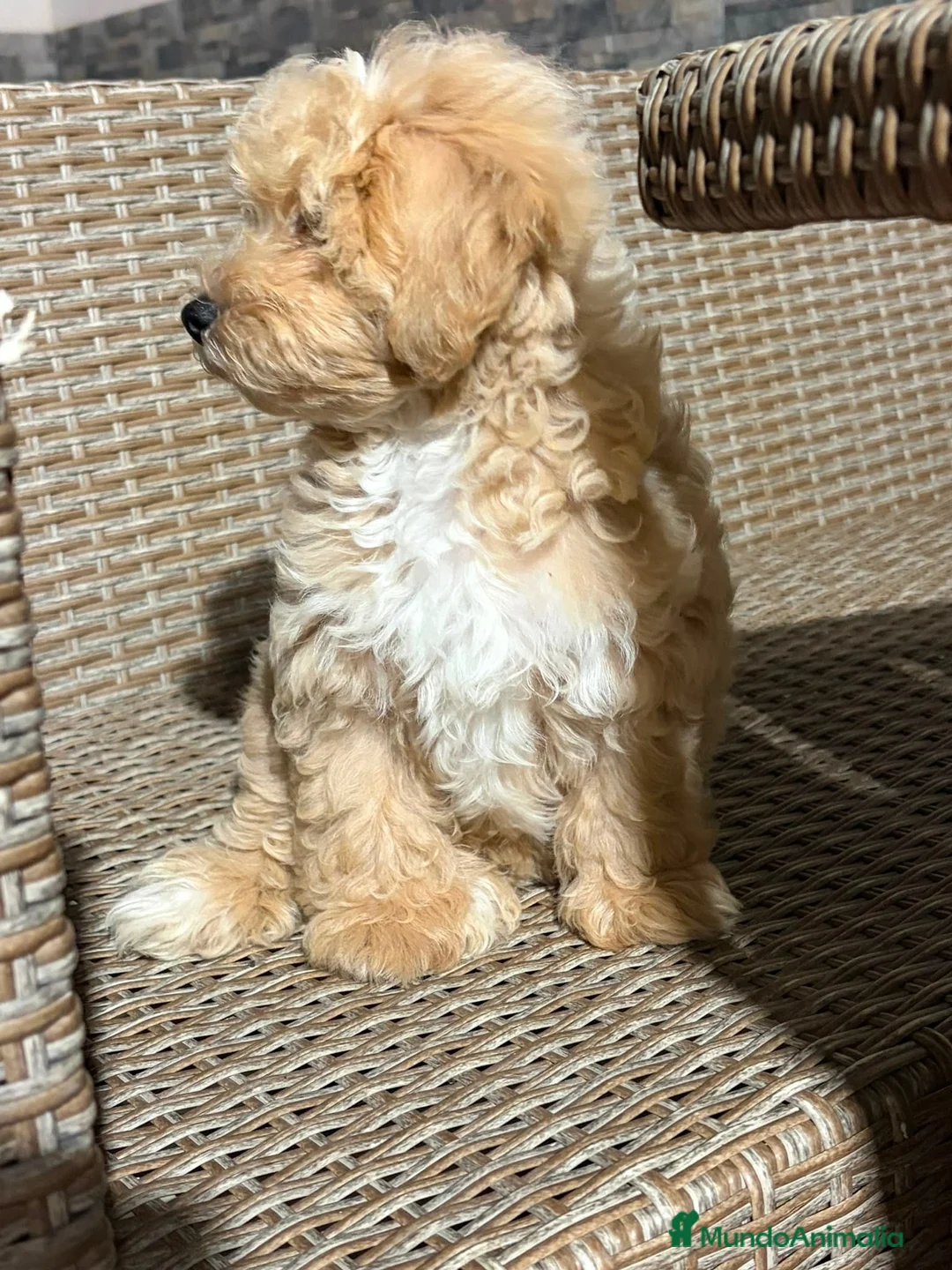 Maltipoo perros en venta: Último Maltipo macho🐻⭐️ - Anuncio 2