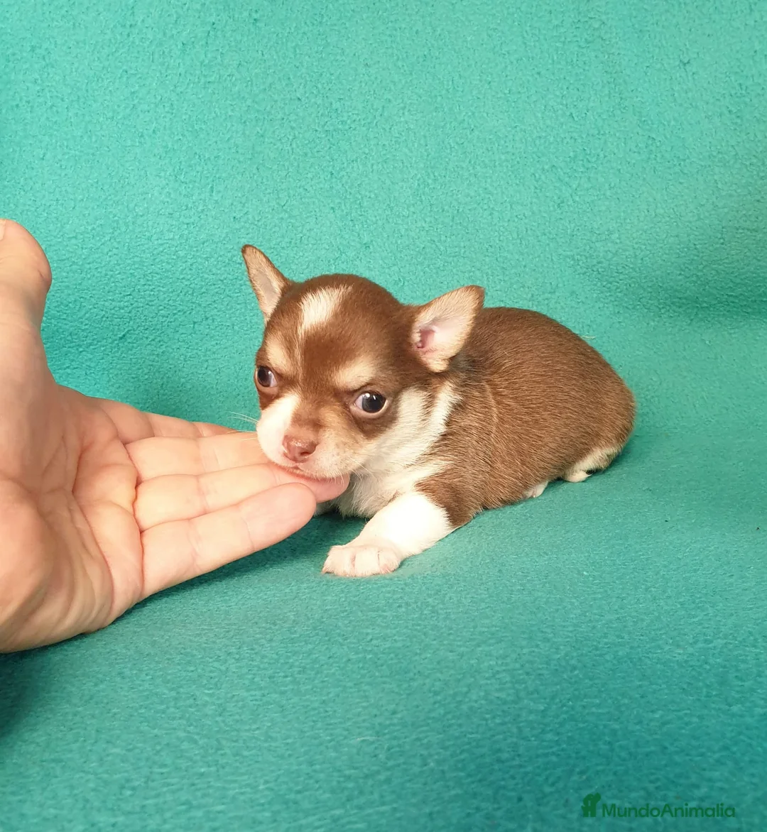 Chihuahua perros en venta: Chihuahuas pelo largo y pelo corto  - Anuncio 1