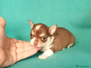 Chihuahua perros Chihuahuas pelo largo y pelo corto - Anuncio 33
