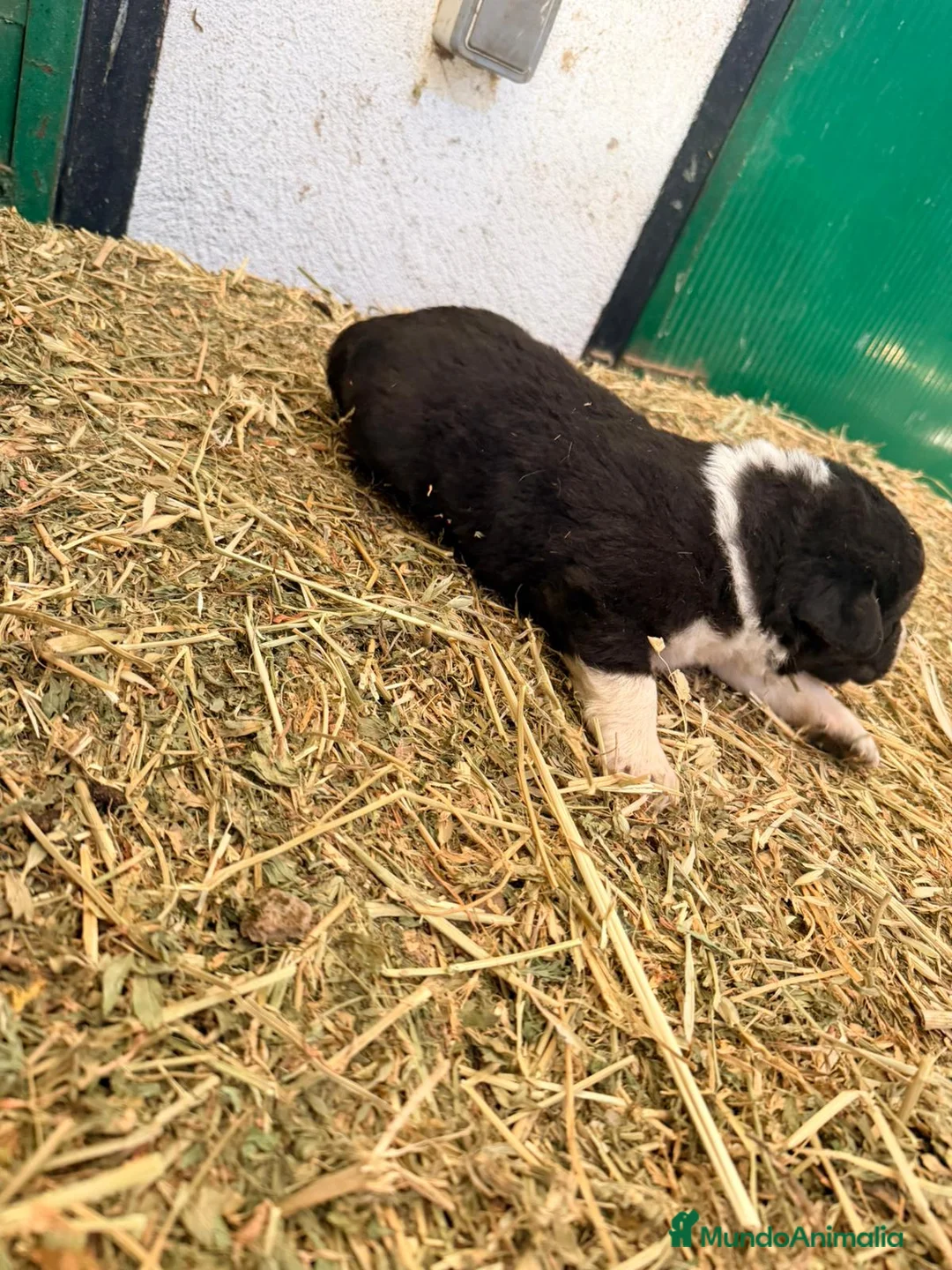 Raza Mixta perros en venta: Mestizo de mastín x Cáucaso  - Anuncio 32