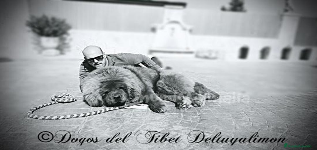 Imagen de galería {{count}}