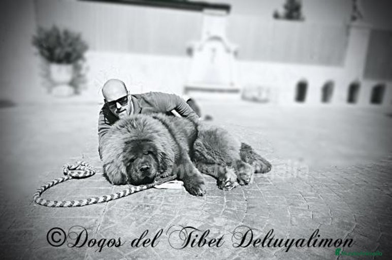 Imagen de galería {{count}}