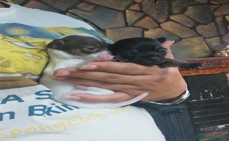 Chihuahua perros - Propaganda 4