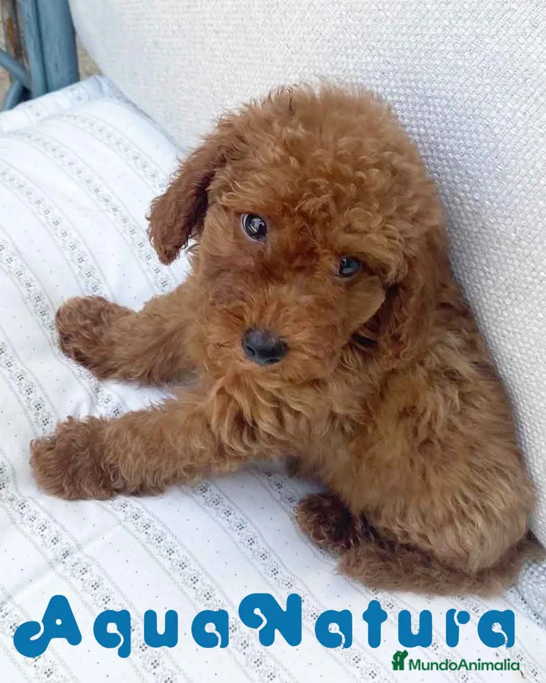 Caniche Toy perros en venta: Caniche Macho de Barbie y Can 6151 - AQUANATURA en Barcelona - Anuncio 4