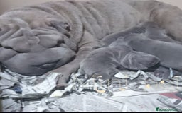 Shar Pei perros en venta: minipeis americanos azules - Imagen 2