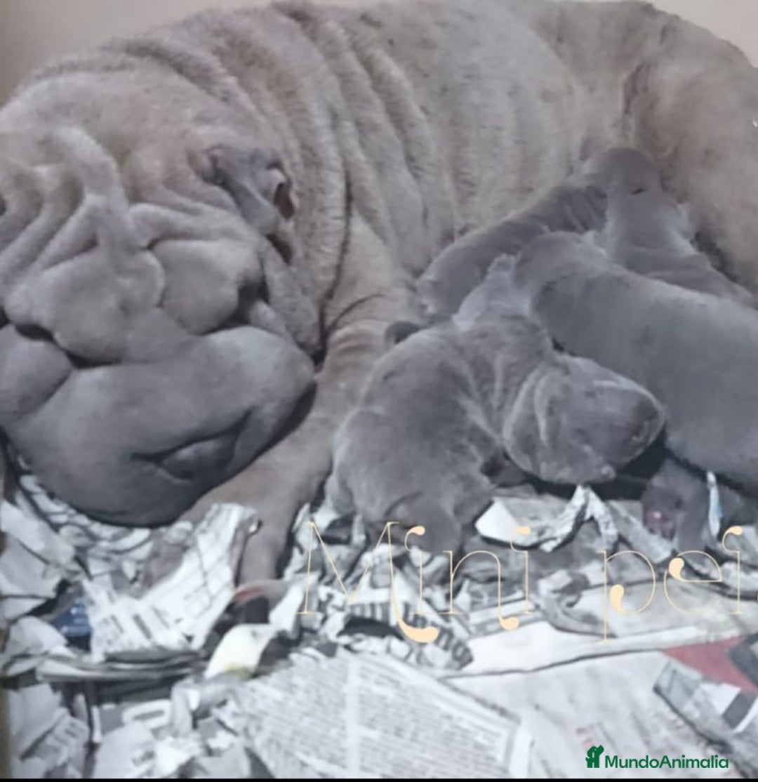 Shar Pei perros en venta: minipeis americanos azules - Imagen 2