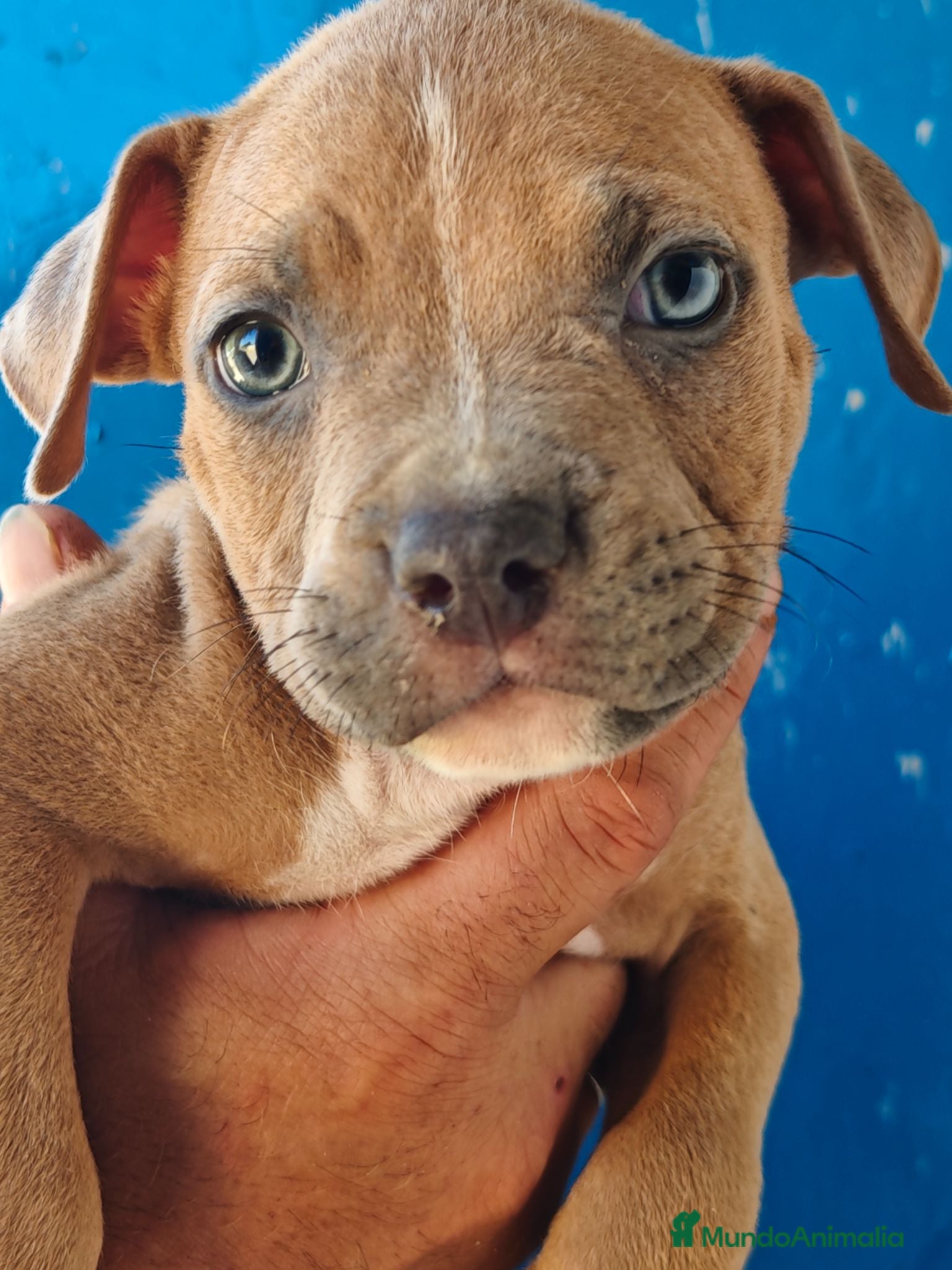 American Staffordshire-Terrier perros American - Anuncio 2