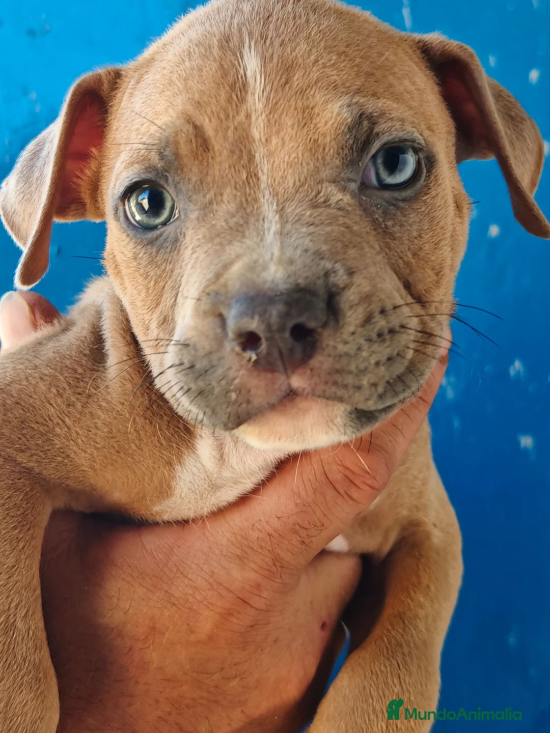 American Staffordshire-Terrier perros en venta: American - Anuncio 1
