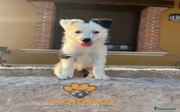 Border Collie perros en venta: Border collie - Imagen 3