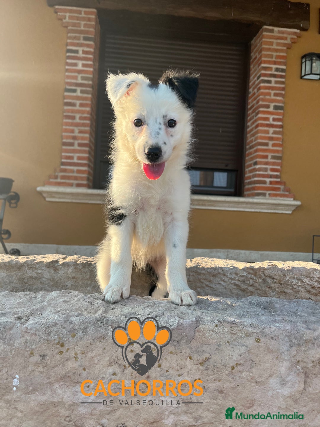Border Collie perros en venta: Border collie - Imagen 3