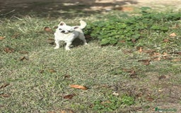 Chihuahua perros en venta: Chihuahua toy macho cabeza manzana - Anuncio 2