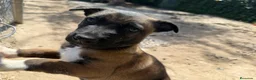 Pastor Belga Malinois perros en venta: CACHORRO MACHO MALINOIS en Alicante - Anuncio 5