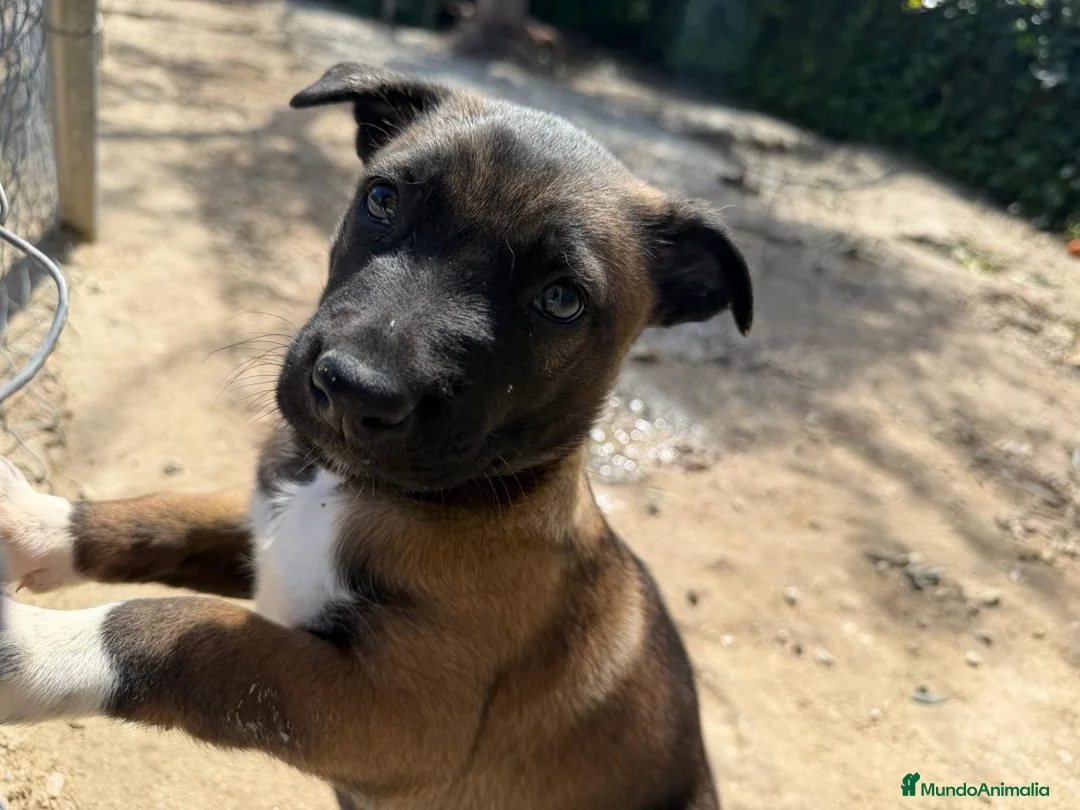 Pastor Belga Malinois perros en venta: CACHORRO MACHO MALINOIS en Alicante - Anuncio 5
