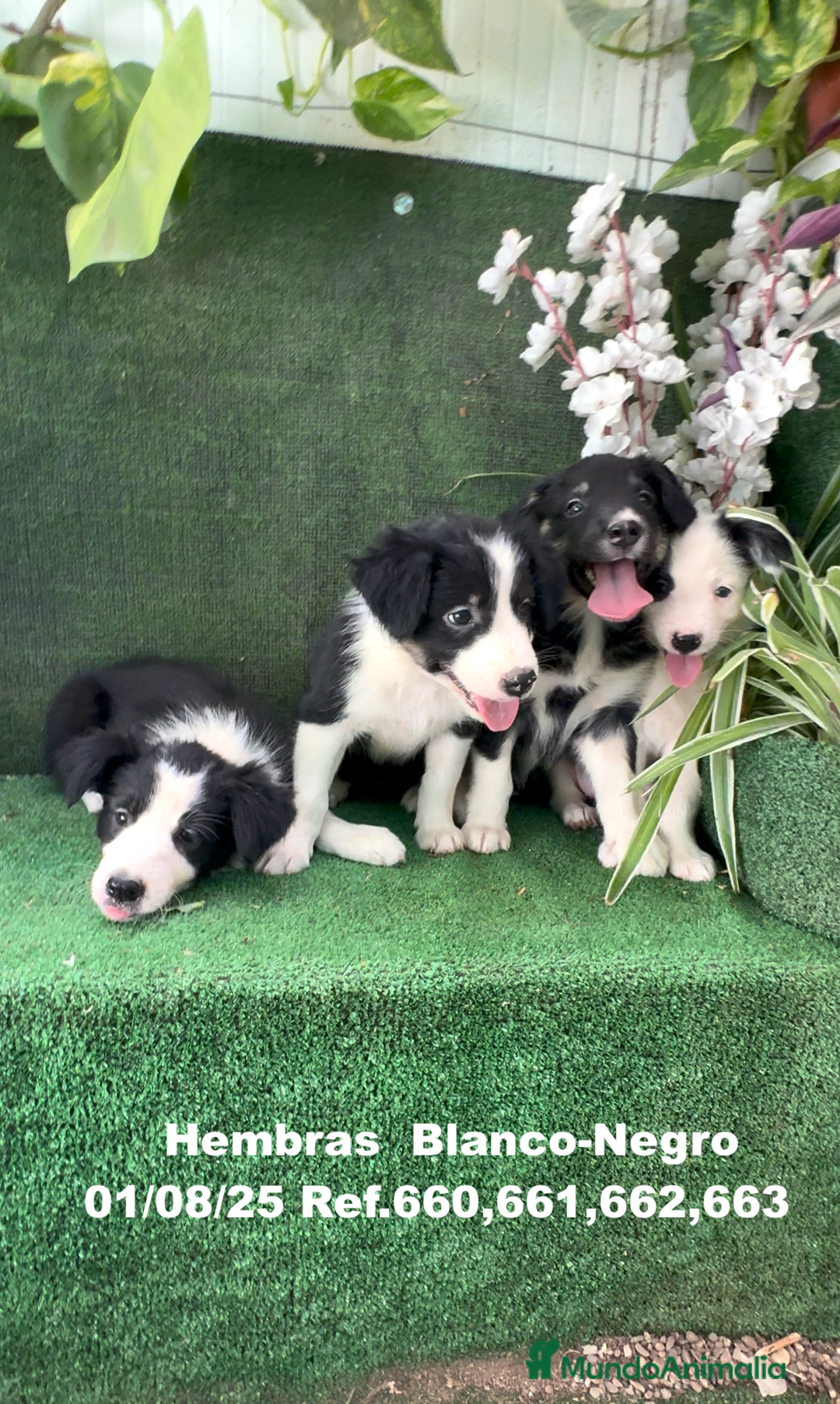 Border Collie perros en venta: BORDER COLLIE hembras - Imagen 7