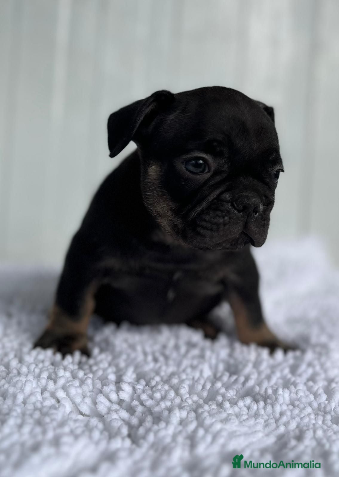Bulldog Francés perros Bulldog Frances Black and Tan - Anuncio 22