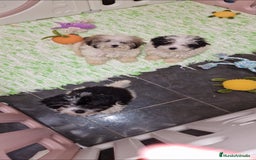 Caniche Toy perros en venta: CANICHE TOY PARTICOLOR MACHOS - Imagen 3