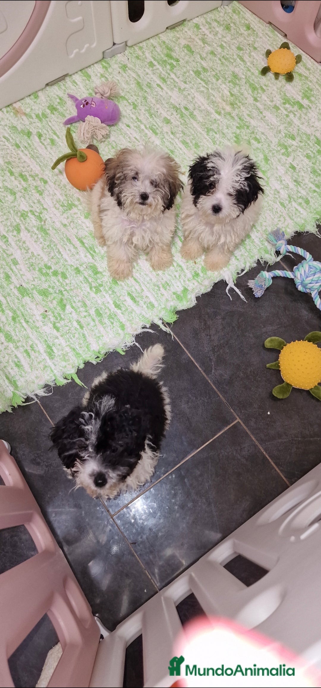 Caniche Toy perros en venta: CANICHE TOY PARTICOLOR MACHOS - Imagen 3