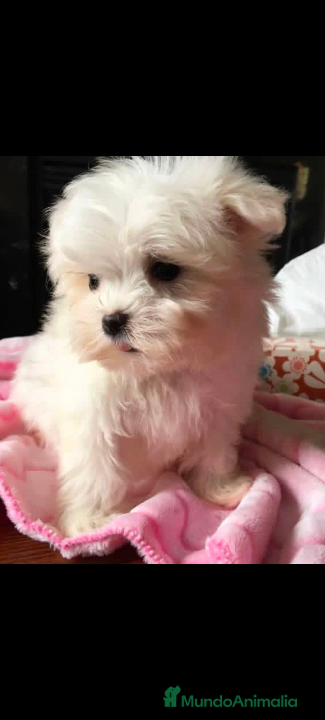 Bichón Maltés perros en venta: Hembra bicho maltes  - Anuncio 1