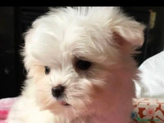 Bichón Maltés perros Hembra bicho maltes - Anuncio 1