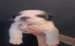 San Bernardo perros en venta: San Bernardo  - Imagen 4