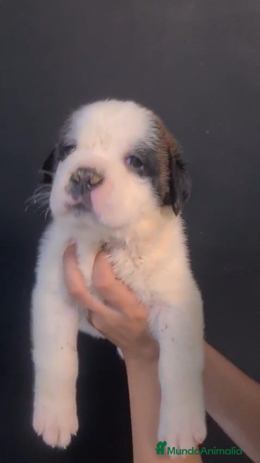 San Bernardo perros en venta: San Bernardo  - Imagen 4