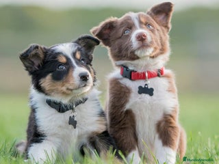 Border Collie perros - Anuncio 41
