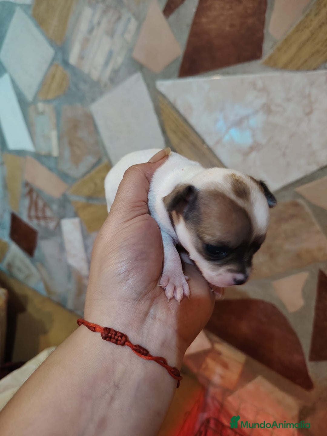 Chihuahua perros en venta: Chihuahua  - Anuncio 3
