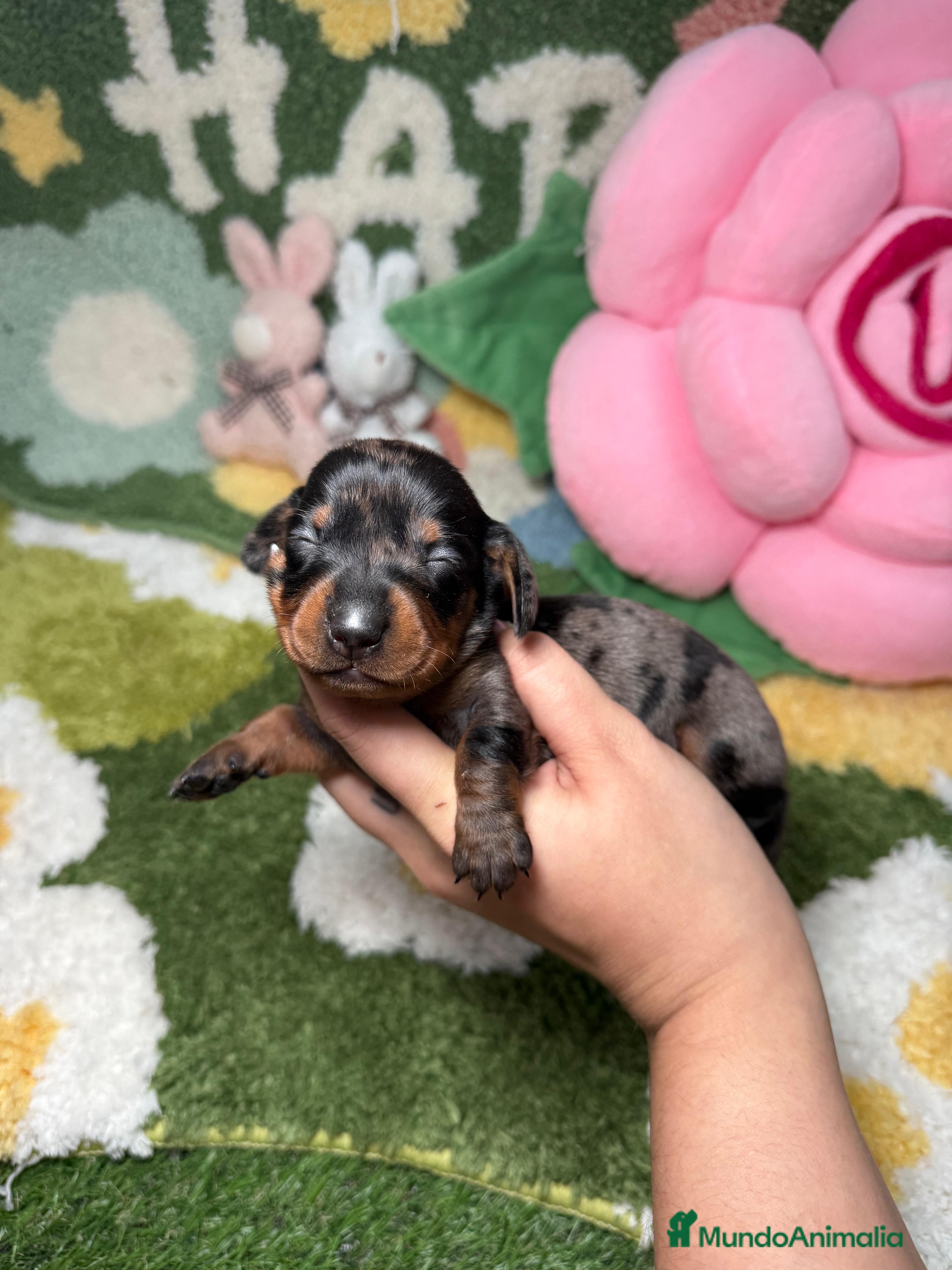 Teckel Miniatura perros Teckel Kaninchen arlequin plata hembra  - Anuncio 1