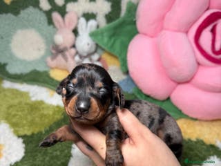 Teckel Miniatura perros Teckel Kaninchen arlequin plata hembra - Anuncio 5