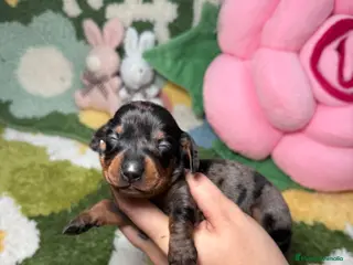 Teckel Miniatura perros Teckel Kaninchen arlequin plata hembra - Anuncio 4