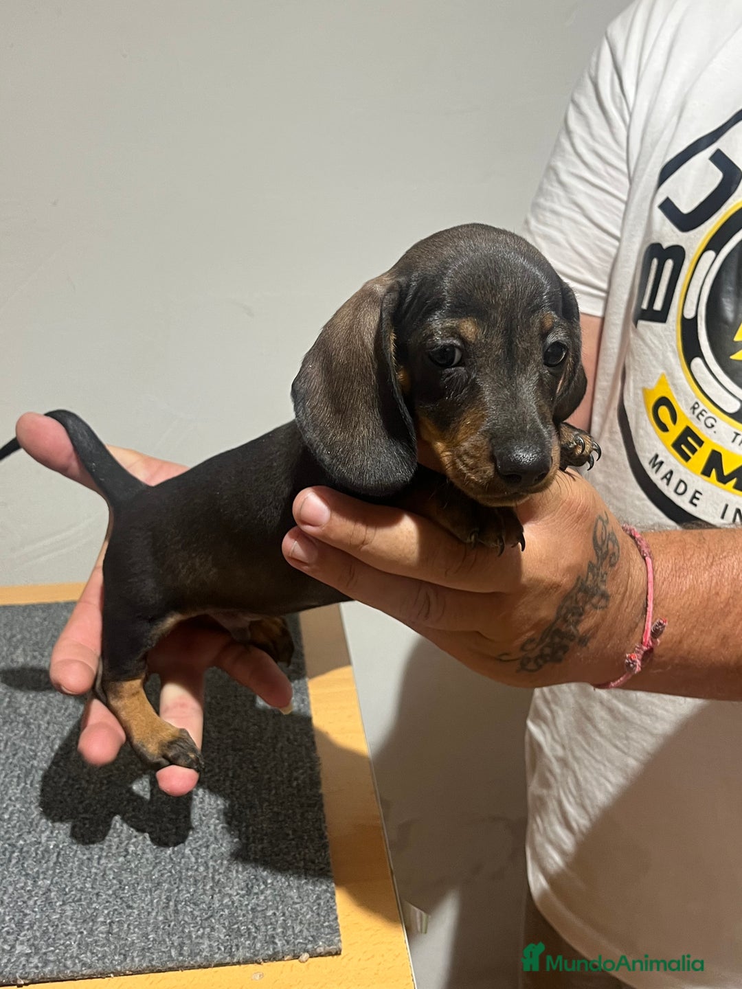 Teckel Miniatura perros en venta: Teckel mini - Imagen 5