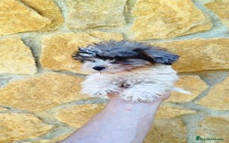 Maltipoo perros en venta: Maltipoo merle  - Imagen 1