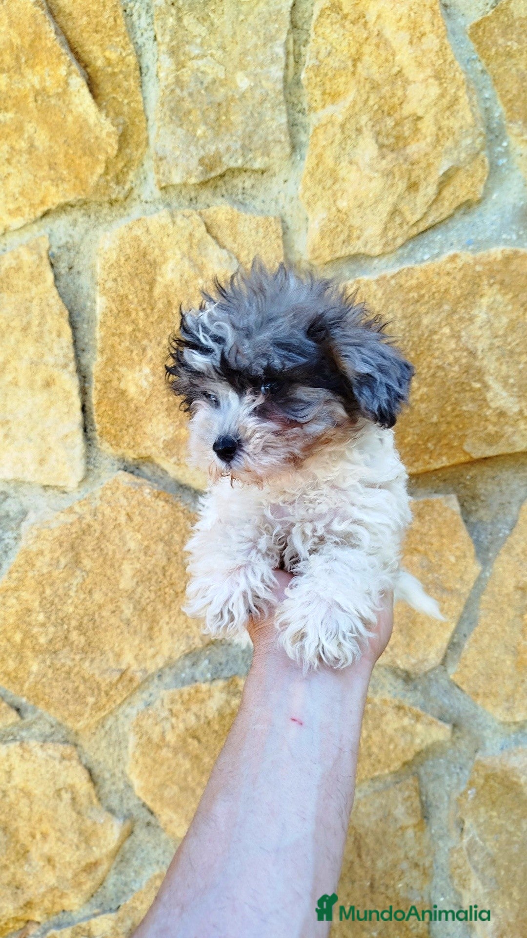 Maltipoo perros en venta: Maltipoo merle  - Imagen 1