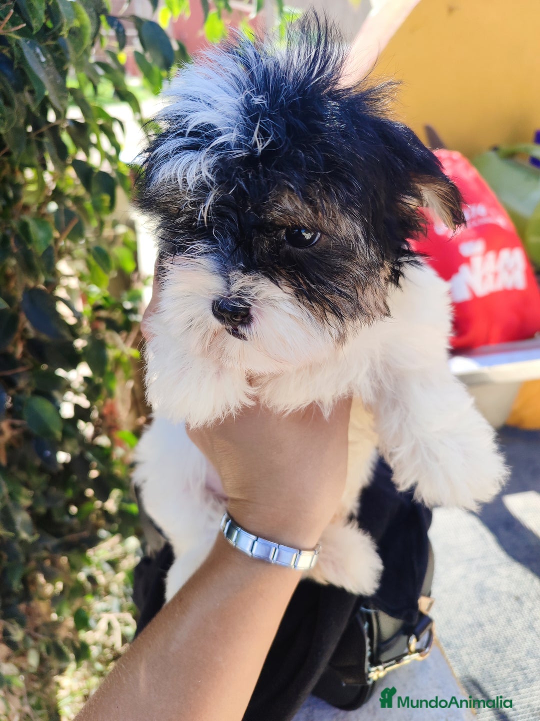 Raza Mixta perros en venta: Cachorrita Malvi - Imagen 5