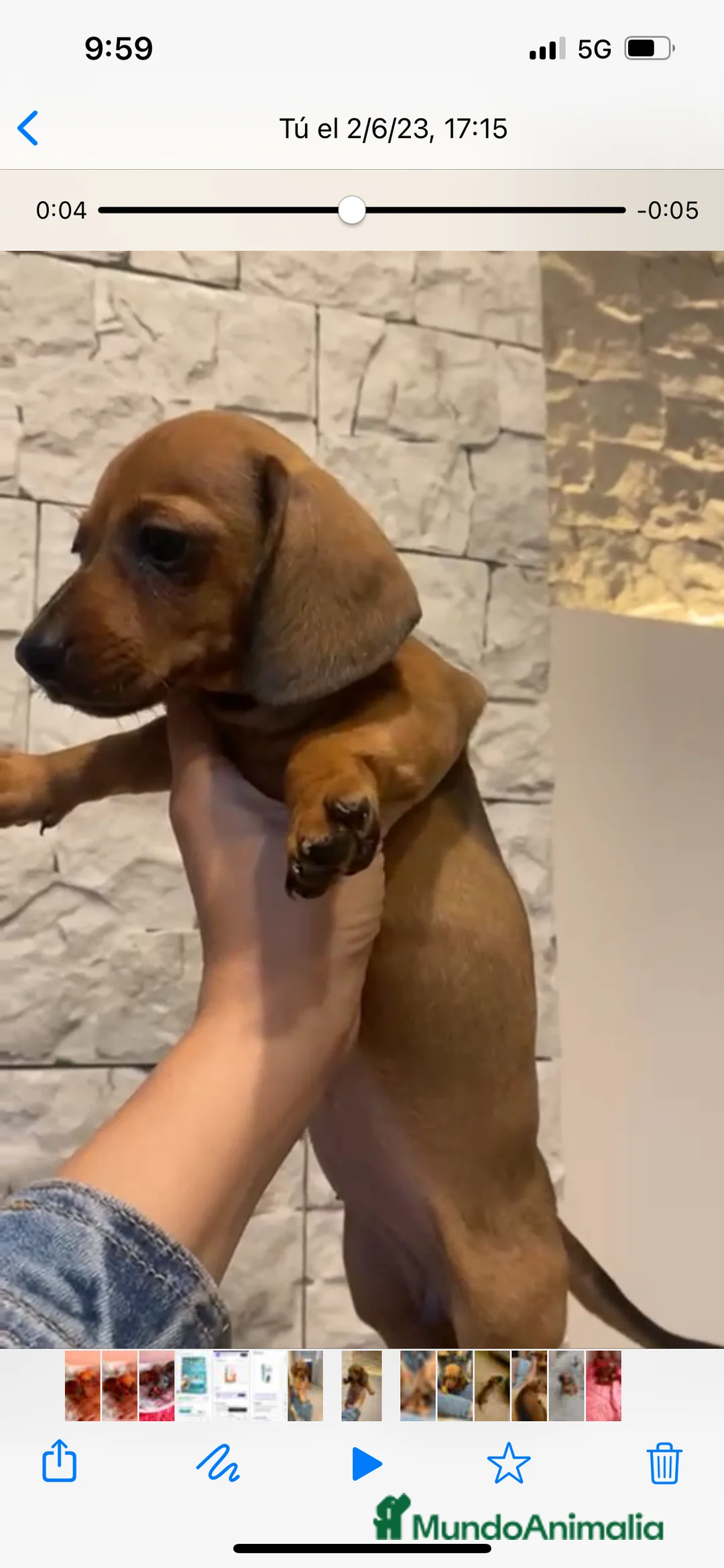 Teckel perros en venta: Magníficos Teckel miniatura 601144783 en Valencia - Anuncio 10