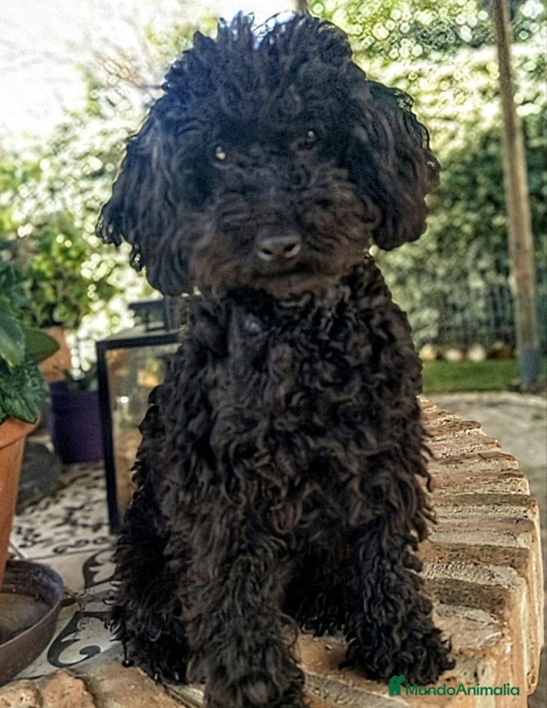Raza Mixta perros Preciosa camada de caniches  - Anuncio 30