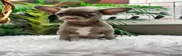 Chihuahua perros en venta: 💜 CHIHUAHUA MACHO LILAC – UN COLOR QUE ENAMORA 💜 - Anuncio 11