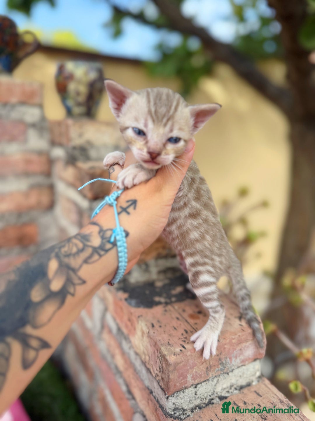 Bengalí gatos en venta: Gatitos Bengali snow  - Imagen 1