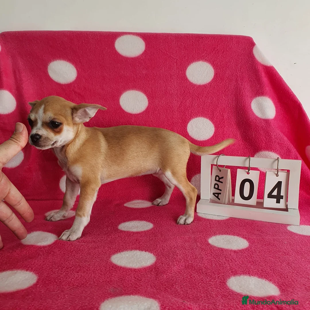 Chihuahua perros en venta: Chihuahua mini - Anuncio 6