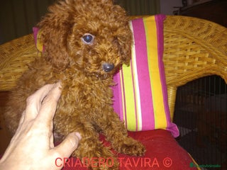 Caniche Toy perros en Sevilla - Anuncio 30