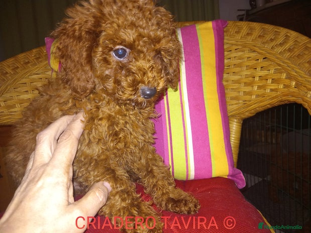 Caniche Toy perros en Sevilla - Anuncio 8
