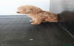 Maltipoo perros en venta: Maltipoo hembra  - Imagen 3