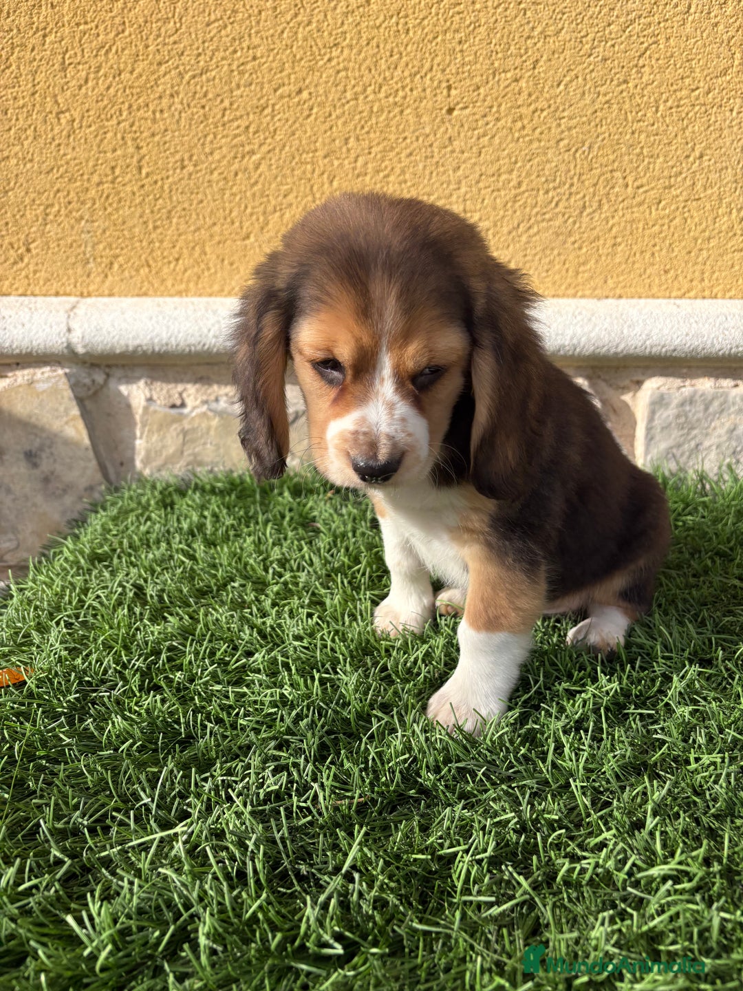 Beagle perros en venta: Espectacular cachorro de Beagle - Anuncio 7