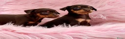 Pinscher Miniatura perros en venta: MINIPINSCHER EXÓTICOS CALIDAD - Anuncio 5