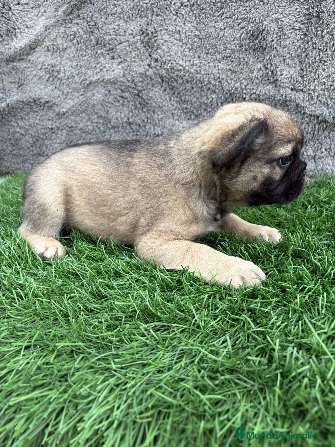 Bulldog Francés perros en venta: Bulldog Frances macho fluffy Fawn - Anuncio 10