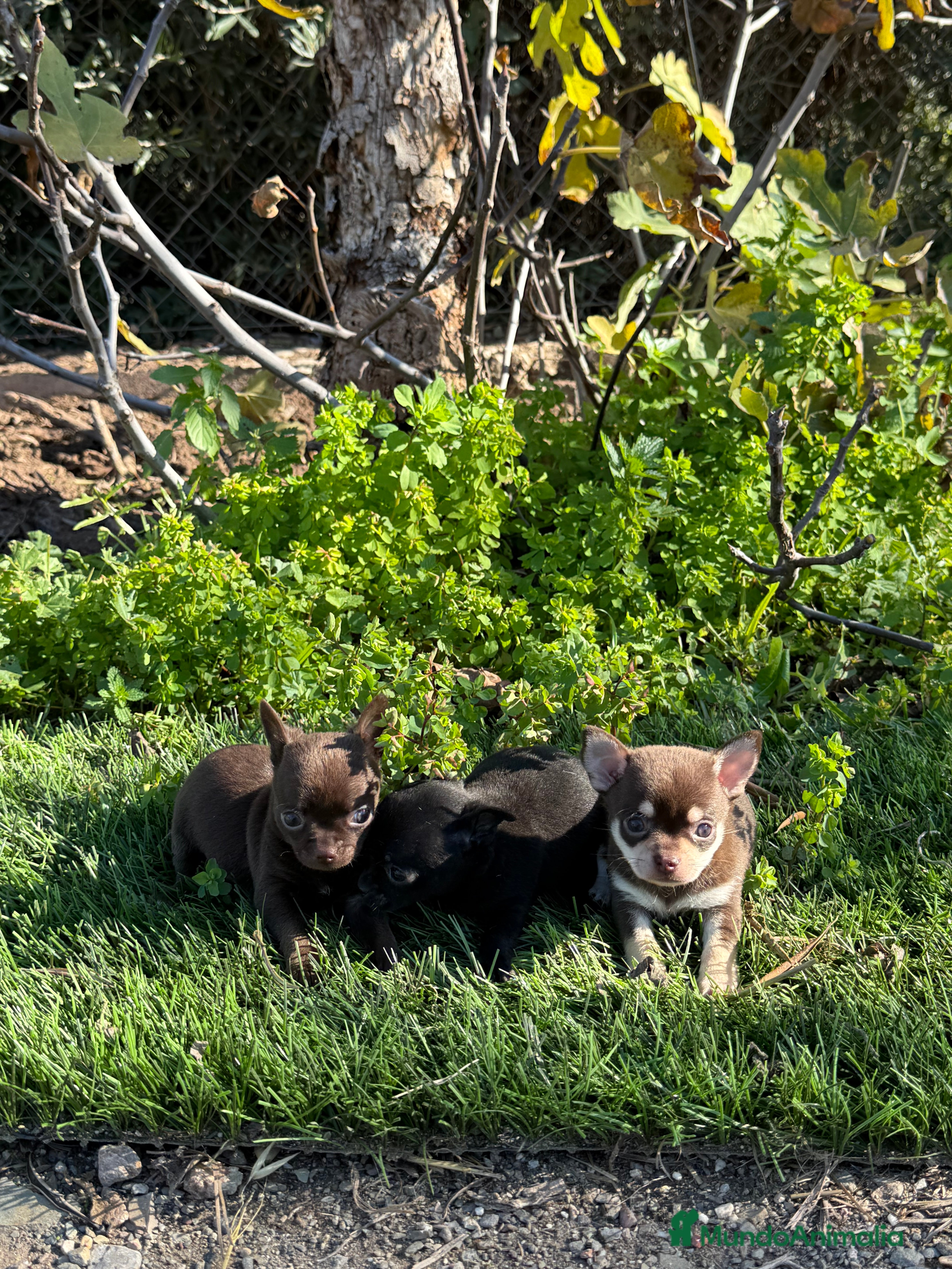 Chihuahua perros CHIHUAHUAS MINI - Anuncio 1