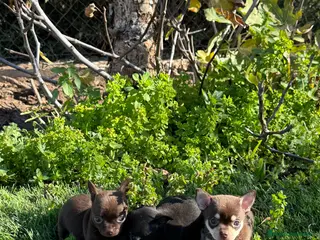 Chihuahua perros CHIHUAHUAS MINI - Anuncio 2