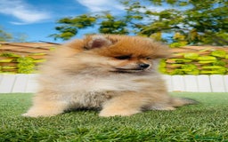 Pomerania perros en venta: POMERANIA MACHO - Imagen 12
